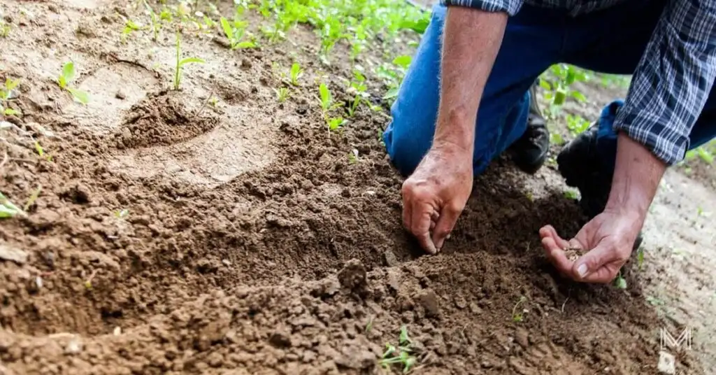 1. small scale farming from seed to table 5 hustles you can start with your unemployment grant