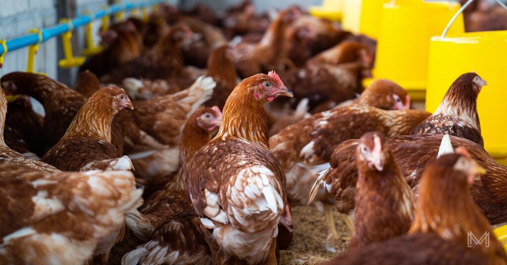 From Backyard to Big Business: A Comprehensive Guide to Start a Poultry Farming Business