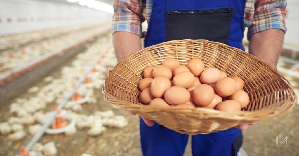 From Backyard to Big Business: A Comprehensive Guide to Start a Poultry Farming Business